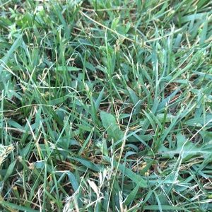 Meet your Posher, Ahlise